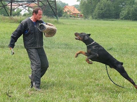 Dogs in training 6/2007